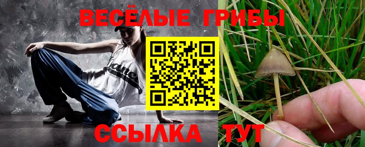 Псилоцибиновые грибы Psilocybe Заринск